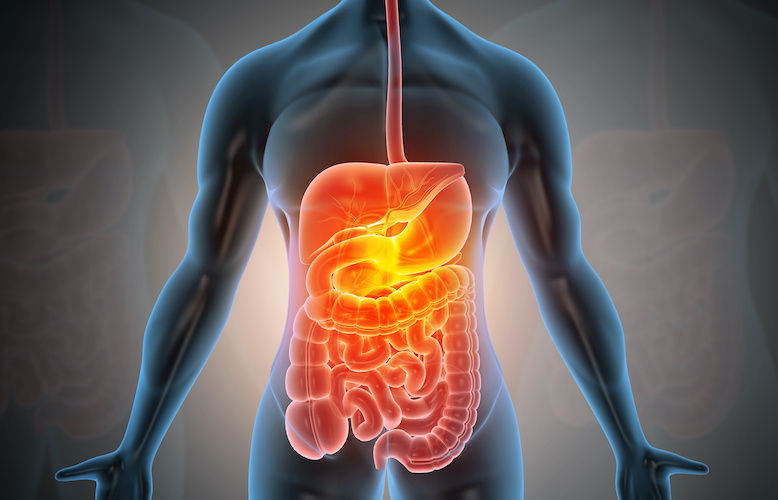 Anatomical illustration of human digestive system.