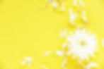 white-chrysanthemum-flower-on-yellow-background-free-photo.jpg