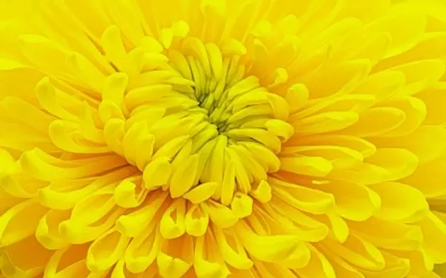 Yellow Crysanthemum.webp