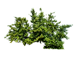 png_bush_1_by_moonglowlilly-d5tk4qh.png