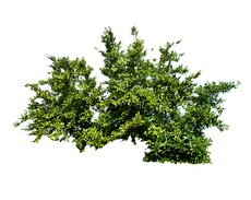 png_bush_1_by_moonglowlilly-d5tk4qh.png