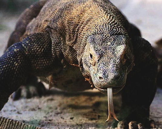 Komodo, l'île des dragons :
un superbe spectacle