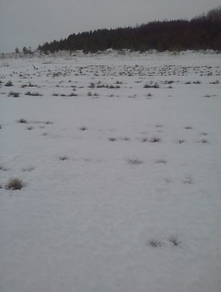 IMG-20200305-WA0006.jpg