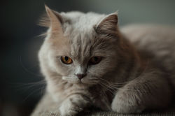 Mollenbollen 2011 176