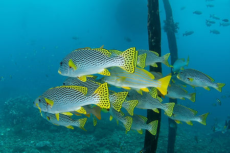 Lombok Scuba Diving 