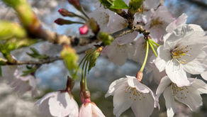 ひばりキッズ 4月