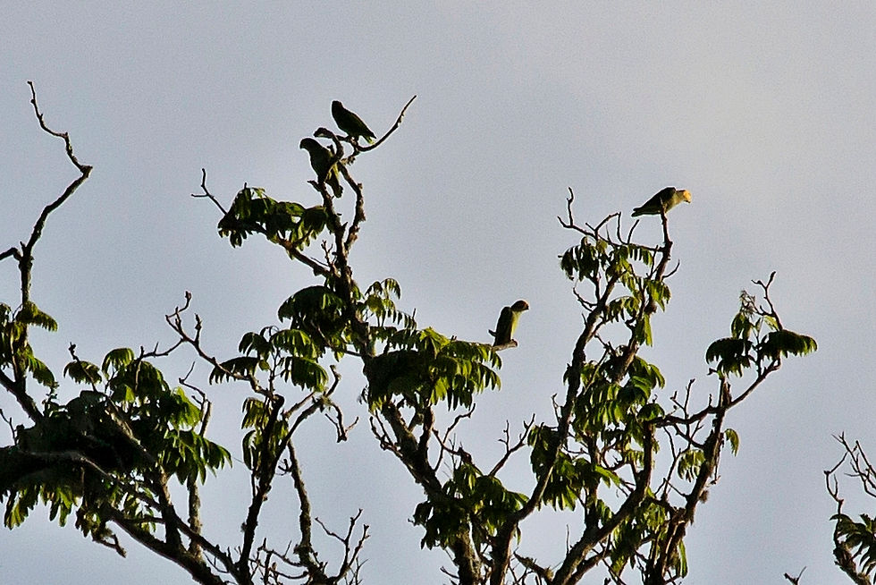 papagaio-galego
