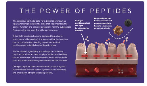 Thumbnail: Peptide+ Digestive Care - Vet Approved