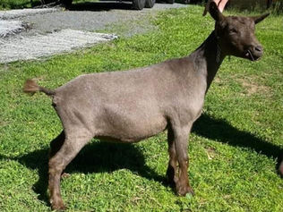 BUSYB GOAT FARM DK LADY GODIVA
