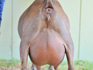 Hidden Hills Country Melody