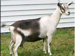 SG NC Promisedland MG Diva 1*M