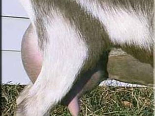 SG NC Promisedland MG Diva 1*M