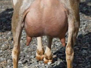 Elite SG Better Wayz Sirocco's Destiny 5*M