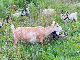 Stratton Creek T Maybach 3*M VVVV87