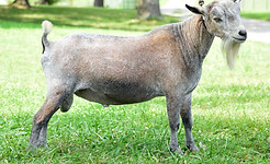 Stratton Creek G ChiappaChiappa