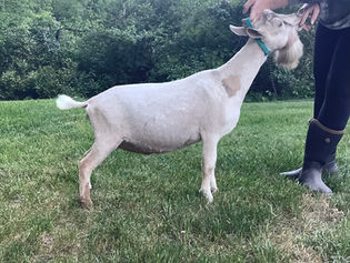 Busy
B Goat Farm DK Dynamite
