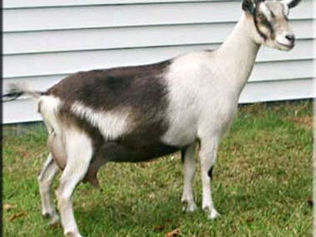 SG AGS NC Promisedland MG Diva 