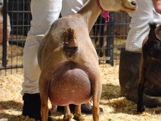 Better Wayz EL Saving Grace 3*M