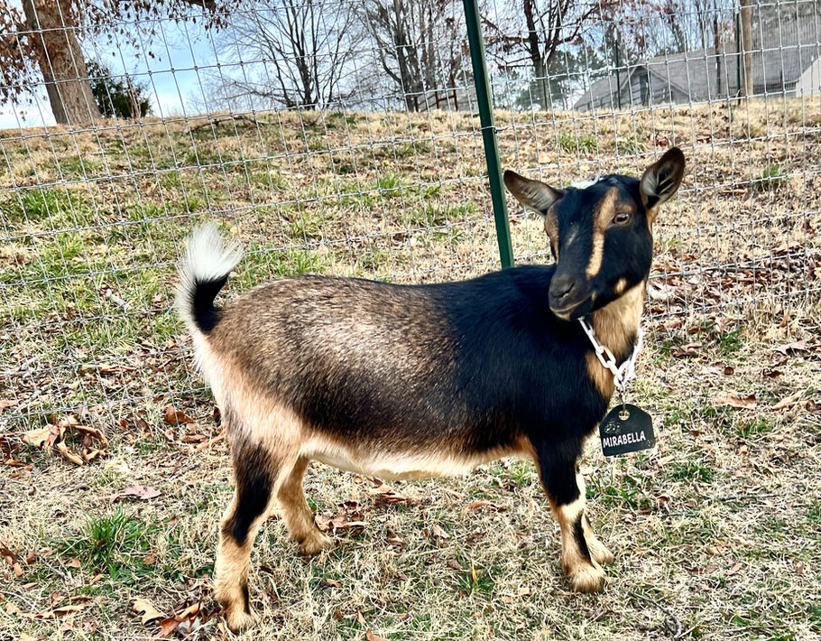 Roamn Ranch AQ Mirabella