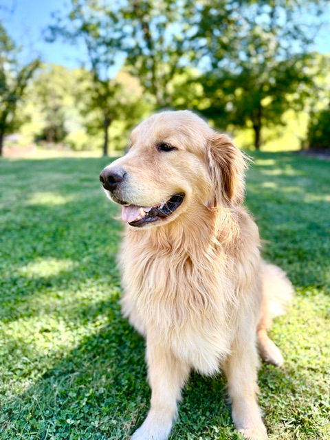 Golden Retriever Enjoying the view in a backyard