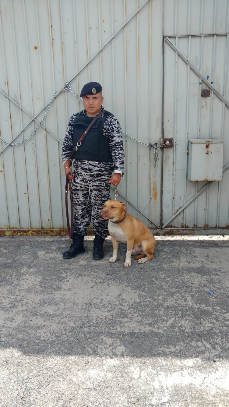 Vitor K9.jpeg