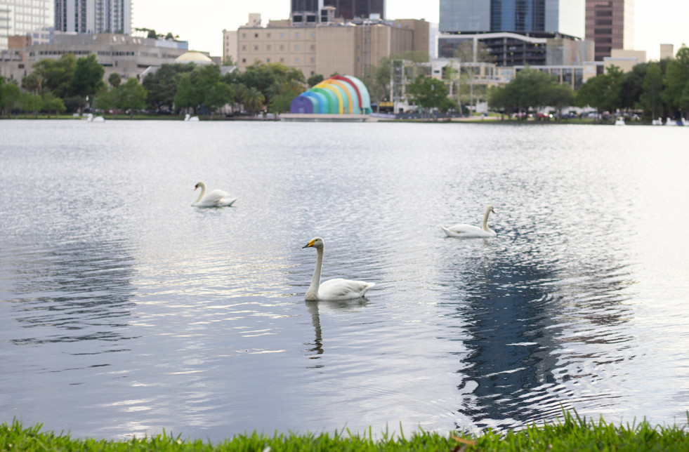 Swans at Lake Eola | Orlando Nature Photography | Sunshine Photography