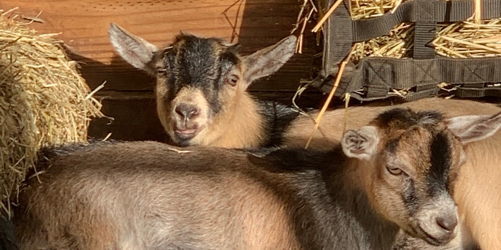 Yoga with Little Goats - Gainesville POSTPONED