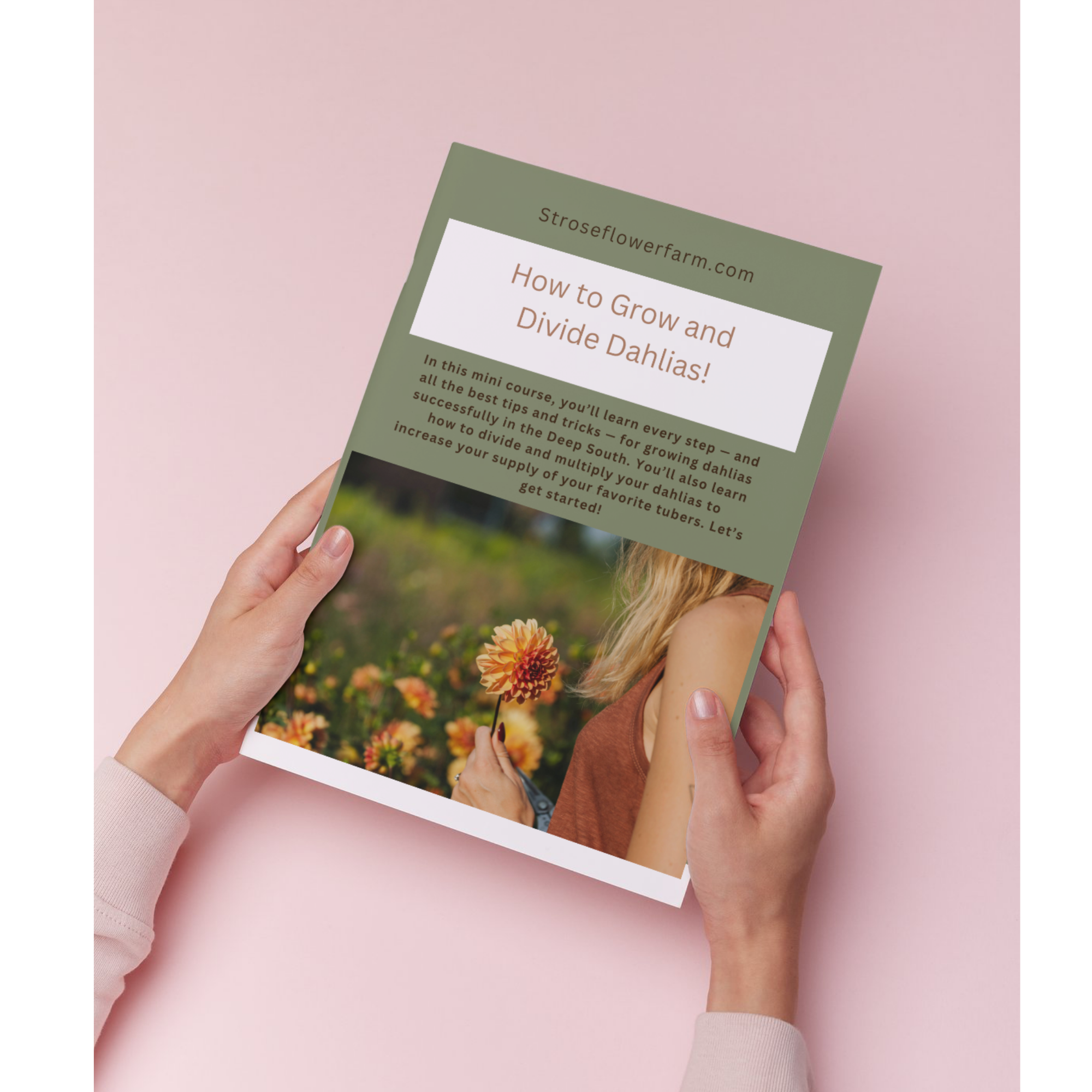 How to Grow and Divide Dahlias