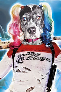 Harley Quinn dog
