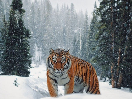 Find Peace by Embracing Compassion for Your Thoughts Even When You Feel There is a Giant Tiger on the Loose