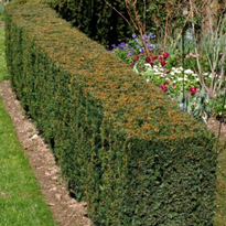 pristine hedge trimming 