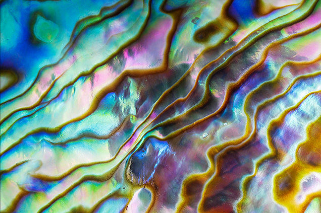 The surface of this colorfully iridescent abalone shell resembles a topographic map. Photomicrograph by Michaela Stephan; field of view 23.14 mm.
