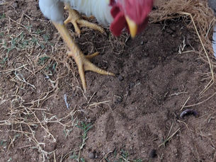 Chickens & Medicare - Unlikely Companions in the Quest for Health"