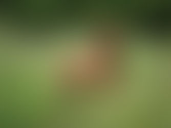 Dog In long grass and tick disease prevention