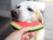 Dog Eating A Watermelon : Cooling Foods For Summer