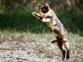 Healthy cat jumping: Raw food diet