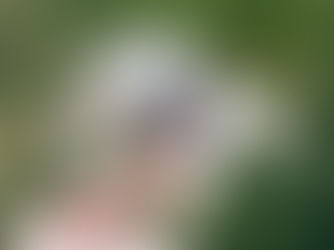 Dog In long grass and tick, preventing Lyme disease