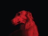 Dog receiving red light therapy