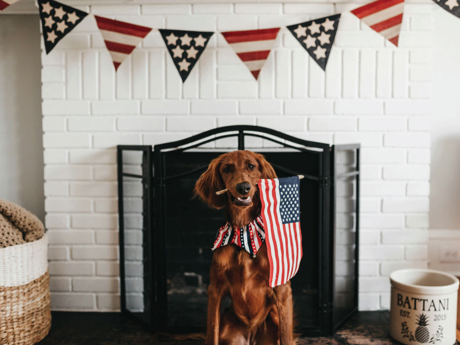 Dog inside during fireworks with flag