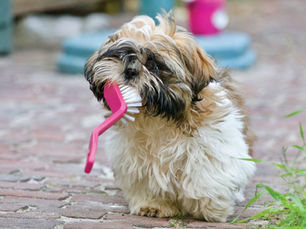 Anesthesia-Free Pet Dental Cleanings