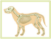 The History Of Animal Chiropractic