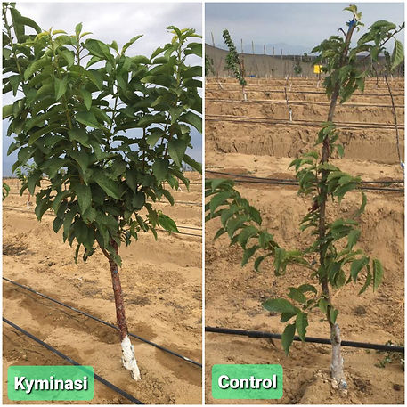 Kyminasi cherries.jpeg