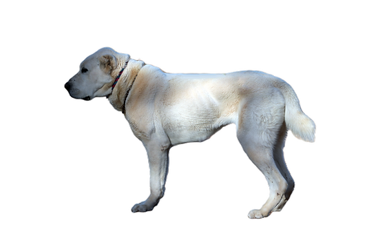 Tundra.png