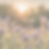 honeybees mid-flight meadow at sunset_edited.png