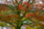 ORG_DSC06881