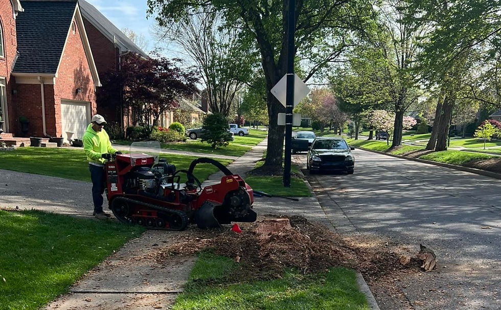 Eye-level view of a professional stump grinding service inspecting a yard