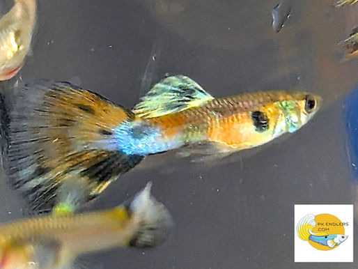 Fish Farming: Gain or Pain?