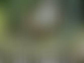 Jazz, Funk, and Poetry Converge: The Captivating Cornelius Eady Trio