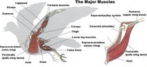 Les muscles pectoraux du pigeon voyageur – Vitesse vs Fond (1)