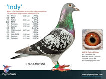 Juger un pigeon
